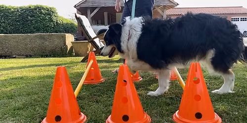 SPORT DOGS Exercise Class