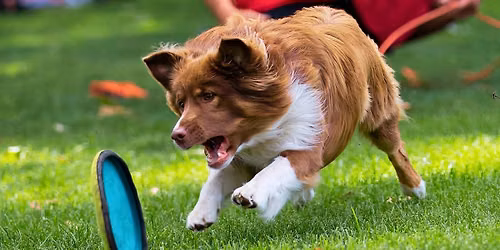 Performing Pups from Border Collies International