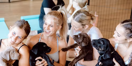 Pop-Up Puppy Yoga Labradors from Loving Loyal Labs