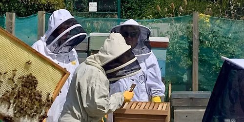 Taster Day with our Honey Bees (FULLY BOOKED)