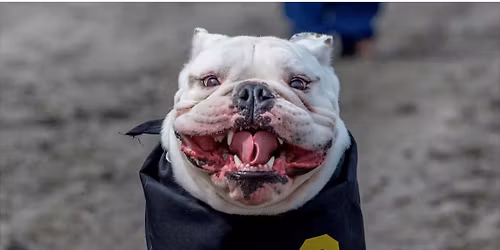 Running with the Bulldogs