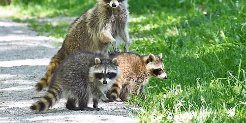 Drop-by: Raccoons and S'mores