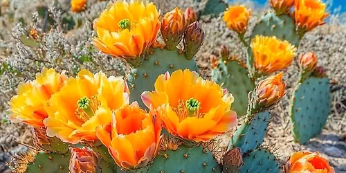Fort Worth Cactus & Succulent Society September Meeting