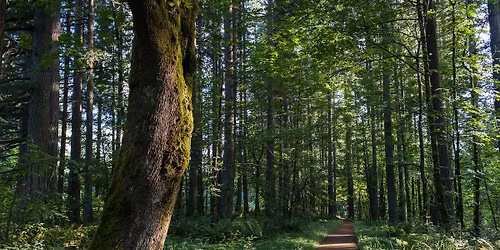 Forest bathing walk at Scouters Mountain