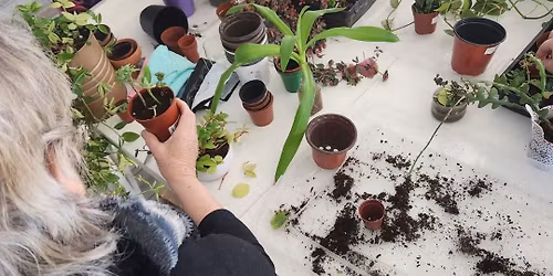 Atelier de bouturage et entretien de plantes d'int\u00e9rieur