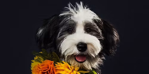 Painted Pet Portrait