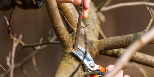 Dormant Pruning Workshop: Shrubs & Ornamental Trees