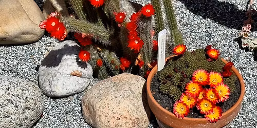 Spring Bonsai, Cactus & Succulents Show & Sale