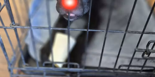 Tickner's adoption event