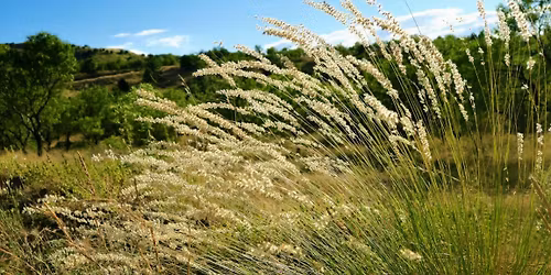 "Native Grasses": In-Person Badger Talk in Beaver Dam, WI