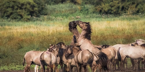 Wild Pony Photography Outing