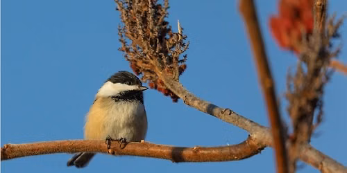 Nature Workshop: "Fall Bird Walk" with Martha Kane