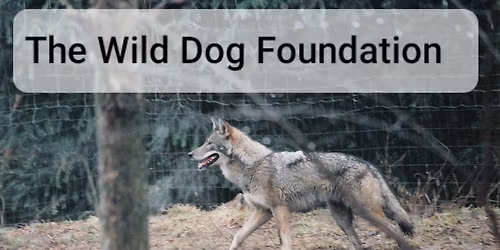 Coyotes on Long Island