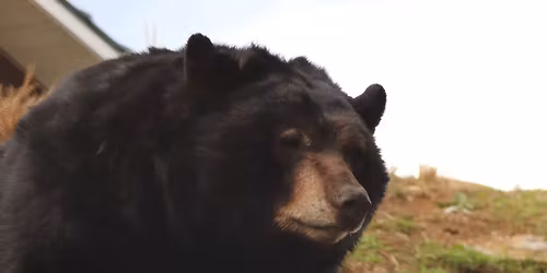 Teddy Bear and Friends Day