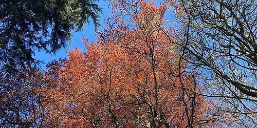 Fife Trees Count: Join the Survey