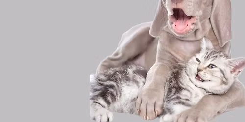 Free Microchip Check