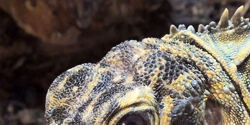 All Alaska Reptile & Exotics Expo