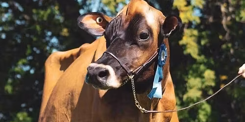 \ud83d\udc04\u2728 NYS Sale Wine & Cheese Viewing Party \u2728\ud83d\udc04