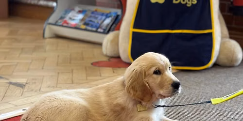 Meet the Guide Dogs