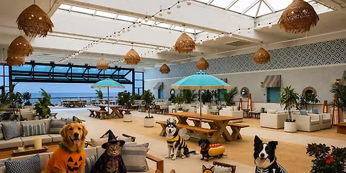 Howl-O-Ween at the Ashore: Pet Adoption & Pet Costume Contest Event