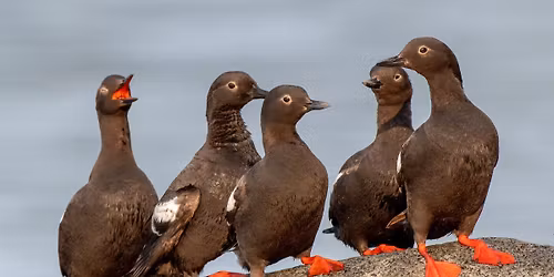 How to Tell a Seabird's Tale: The Role of the Writer and Scientific Illustrator