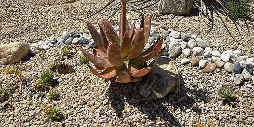 Succulents: Out of the Pots, Into the Ground!