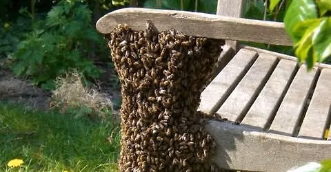 \ud83d\udc1d Santa Rosa Beekeepers Association \u2013 October Meeting \ud83d\udc1d