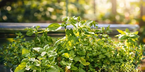 Parsley, Sage, Rosemary, and Thyme Workshop
