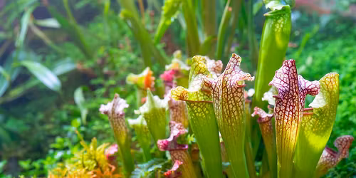 Dive Into The World Of Aquatic Plants Seminar
