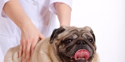 Chiropractic for DOGS at Must Love Dogs