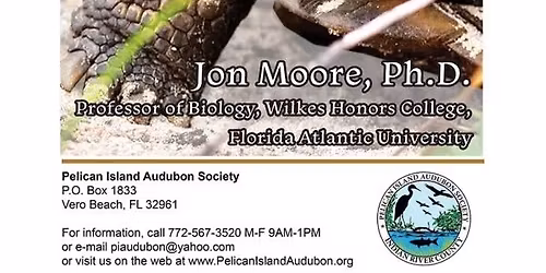 Gopher Toroises of the Abacoa Greenway & Their Impacts on the Flora - Pelican Island Audubon Society