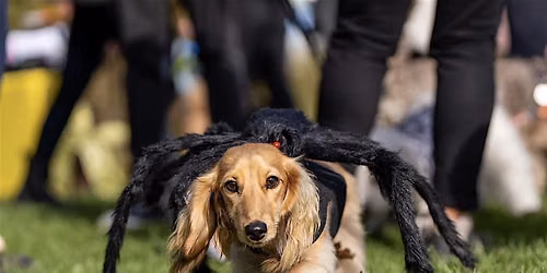 Daisy\u2019s Dachshund Meet Up - HALLOWEEN @ Pawra
