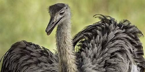 Best Bird Dads!