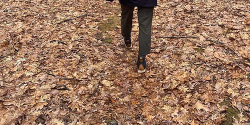 Group Forest Bathing