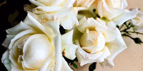 Rosenzauber - Die K\u00f6nigin der Blumen und ihr Hofstaat