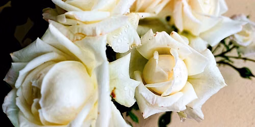 Rosenzauber - Die K\u00f6nigin der Blumen und ihr Hofstaat