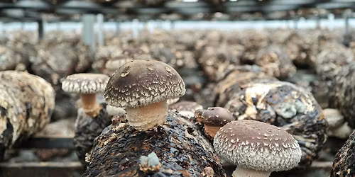 Mushroom Log Inoculation Workshop
