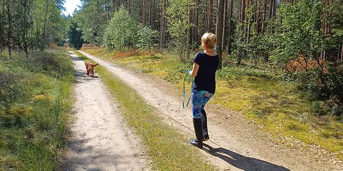 Psy, wczasy i lasy - obozy 2026