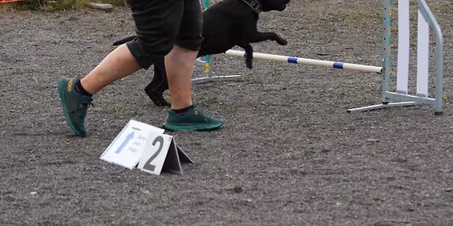 Nybegynner rallylydighet helgekurs