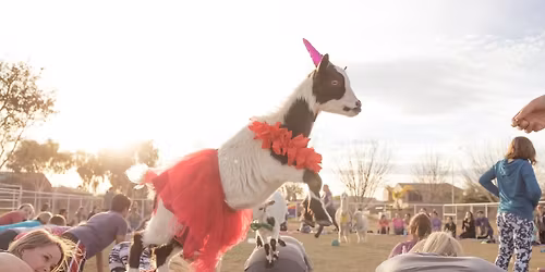Veterans Day Goat and Alpaca Yoga 10:00am 11\/11\/2025
