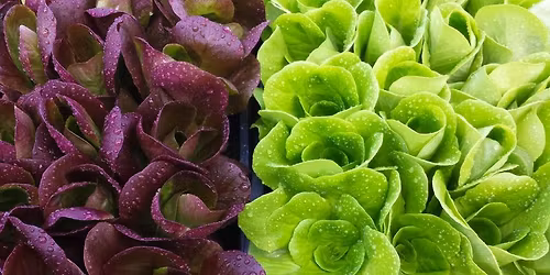 Saturday Downtown Market