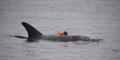 Free Discovery Lecture - Underwater Lives of Risso's Dolphins in CA Waters