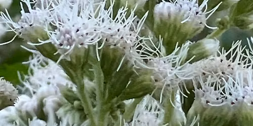 Biodiversity in the Garden w\/Dr. Susan Gordon 