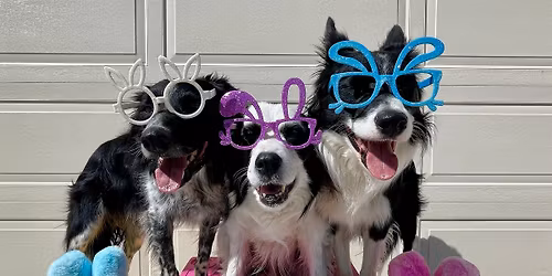 April 3-5, 2026 MDS Easter NADAC Trial