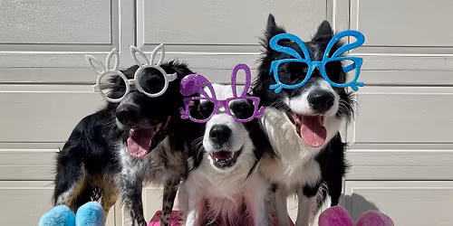 April 3-5, 2026 MDS Easter NADAC Trial