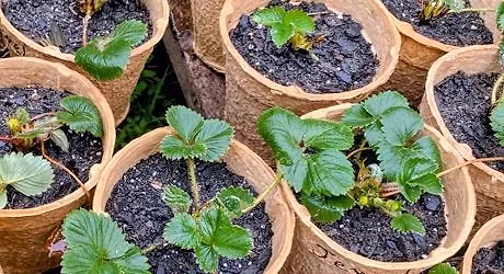 Nieto Family Farm Organic Plant Sale