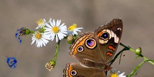 Butterfly Walk