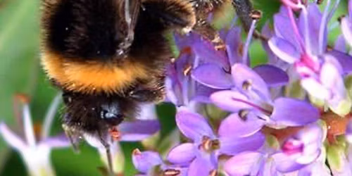 Photography Club Monthly Topic: Close-Ups.