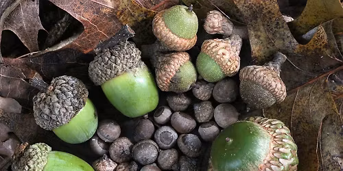 Mid-Month November Dance