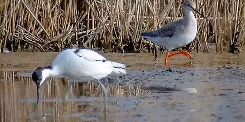 RSPB Pagham Harbour and Church Norton